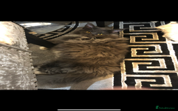 Maine Coon cats for sale: Beautiful Mainecoon kittens - Image 13