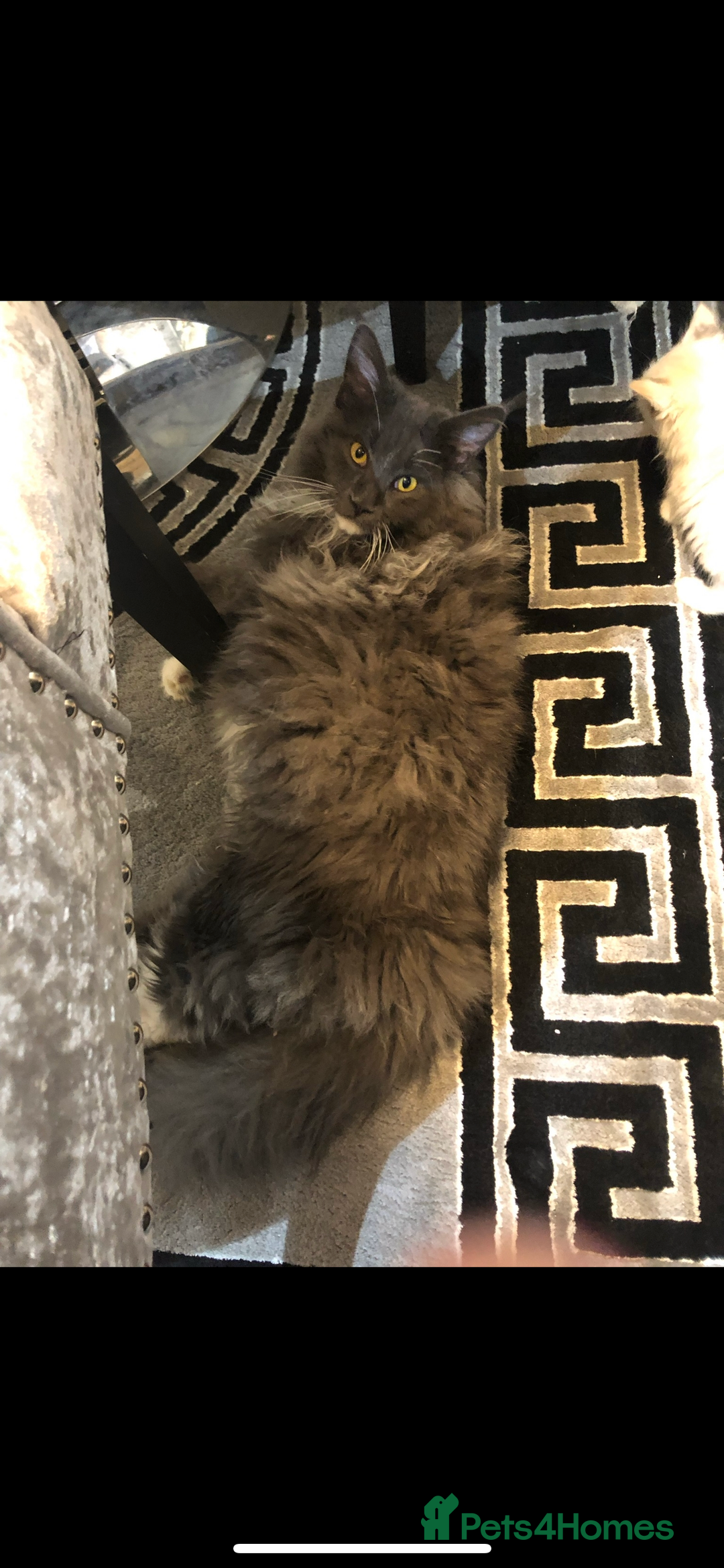 Maine Coon cats for sale: Beautiful Mainecoon kittens - Image 13