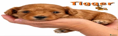 Cavapoo 4