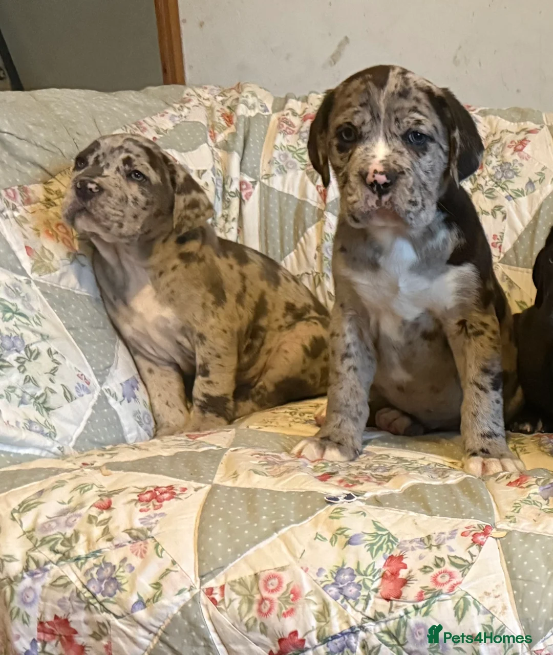 Mixed Breed dogs for sale: Cane Corso  ** tiff - Advert 5
