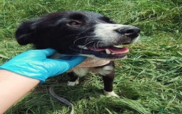 Mixed Breed dogs for adoption: Terrific Trixie - Image 13