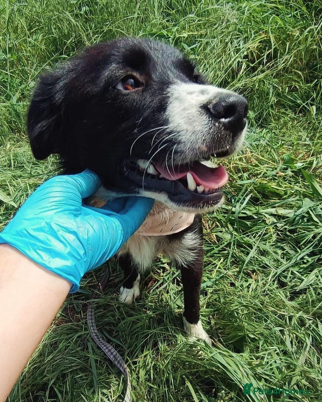 Mixed Breed dogs for adoption: Terrific Trixie - Image 13
