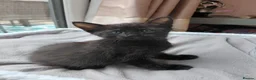 Maine Coon cats for sale: Half Main coon kittens  - Advert 2