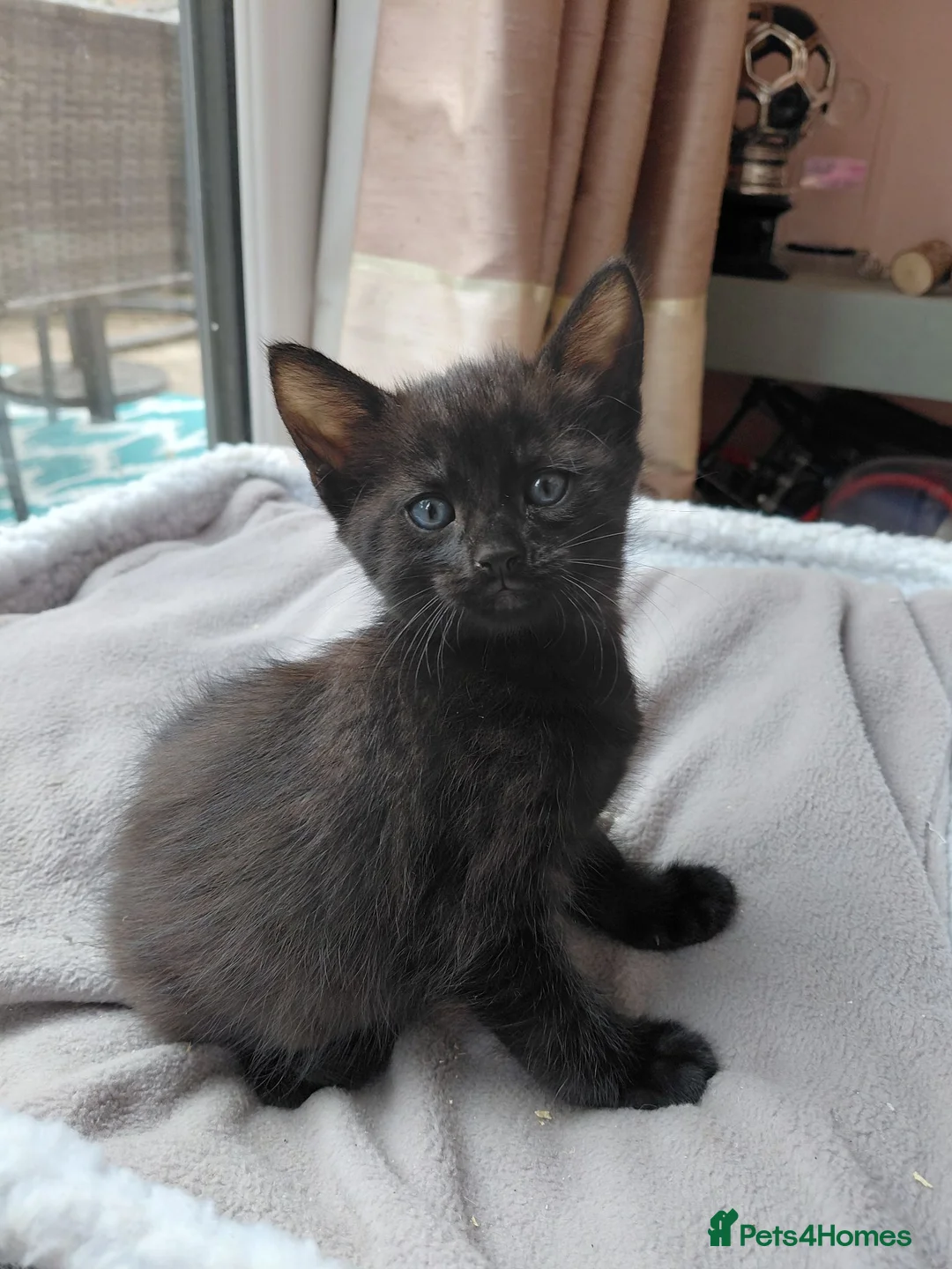 Maine Coon cats for sale: Half Main coon kittens  - Advert 2