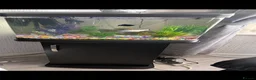 Mollies fish for sale: For sale fish x tanks  in Coventry - Advert 1