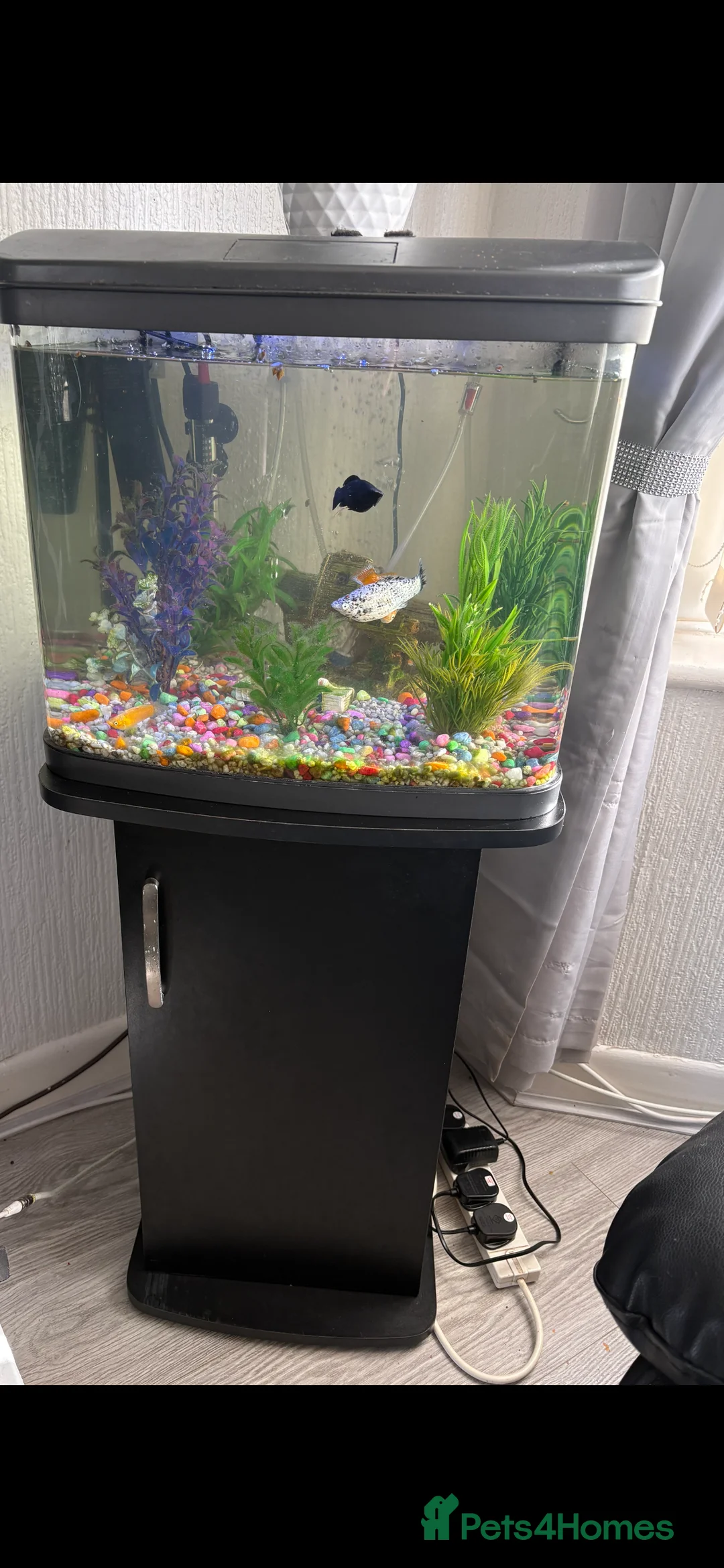 Mollies fish for sale: For sale fish x tanks  in Coventry - Advert 1