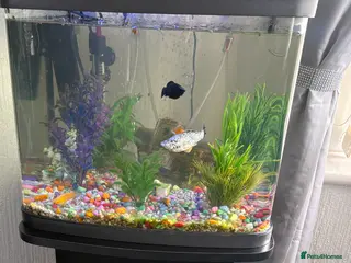 Mollies fish For sale fish x tanks in Coventry - Advert 2