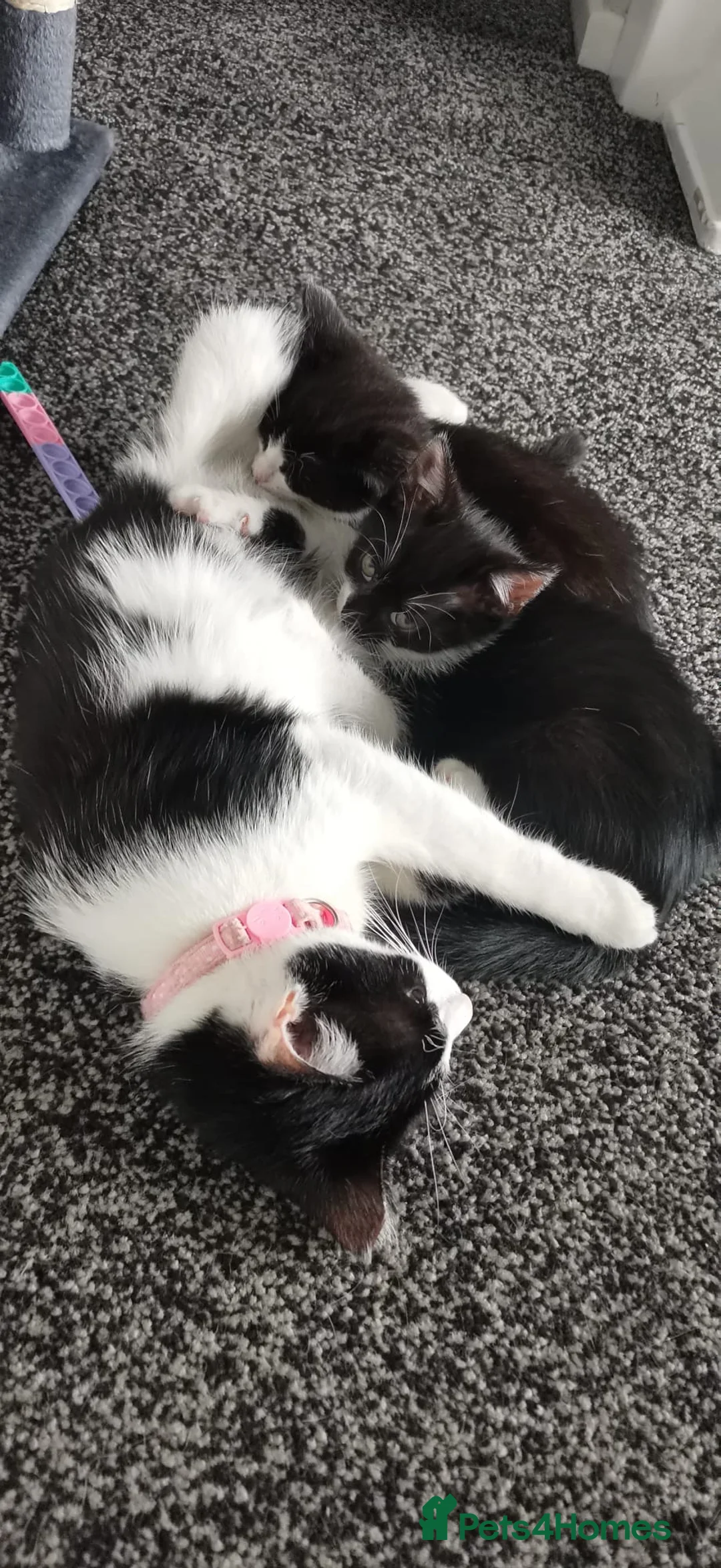 Mixed Breed cats for sale: Mixed Breed  - Advert 1