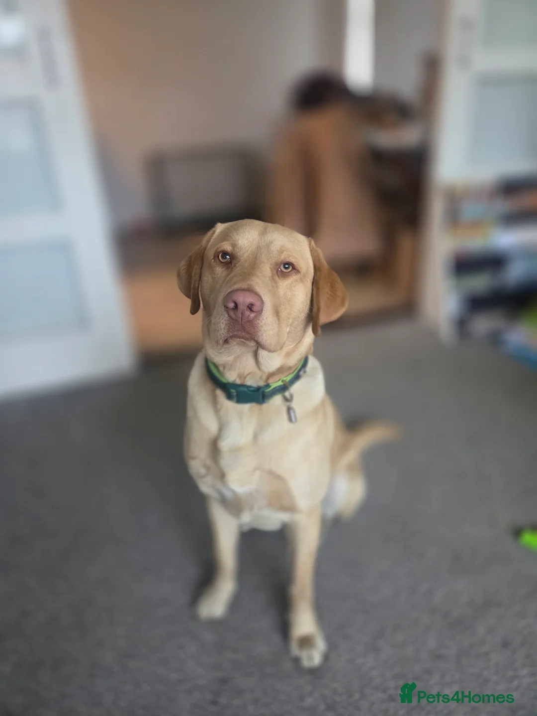 Labrador Retriever dogs for stud: Dudley Labrador Stud – KC registered in Loughborough - Advert 2