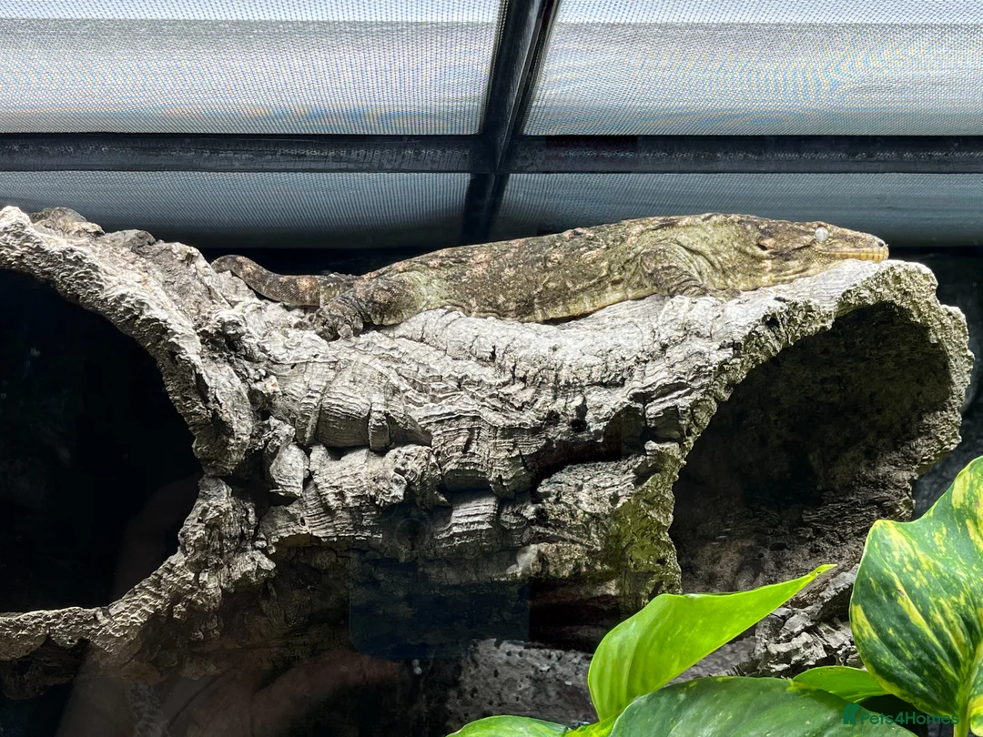 Gecko reptiles for sale: Firecracker x Moro Leachianus Gecko - Advert 2