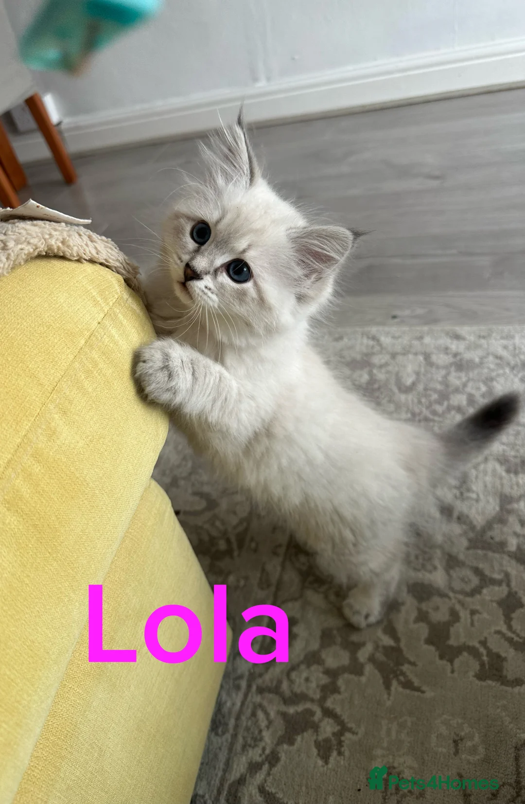 Siberian cats for sale: Beautiful Pure Breed Siberian Kittens! - Advert 2