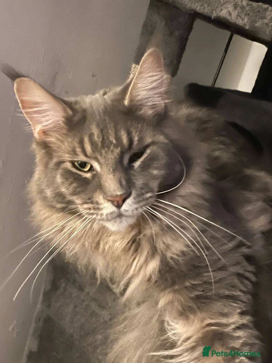 Maine Coon cats for sale: Maine Coon Kittens  - Advert 21