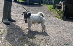 Jack Russell dogs for stud: Jack Russell available for stud  - Image 6