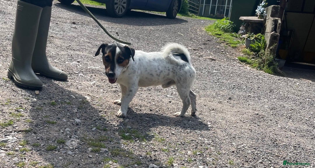 Jack Russell dogs for stud: Jack Russell available for stud  - Image 6