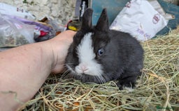 Netherland Dwarf rabbits for sale: BEW VM agouti Netherland dwarf  baby young rabbits - Image 7