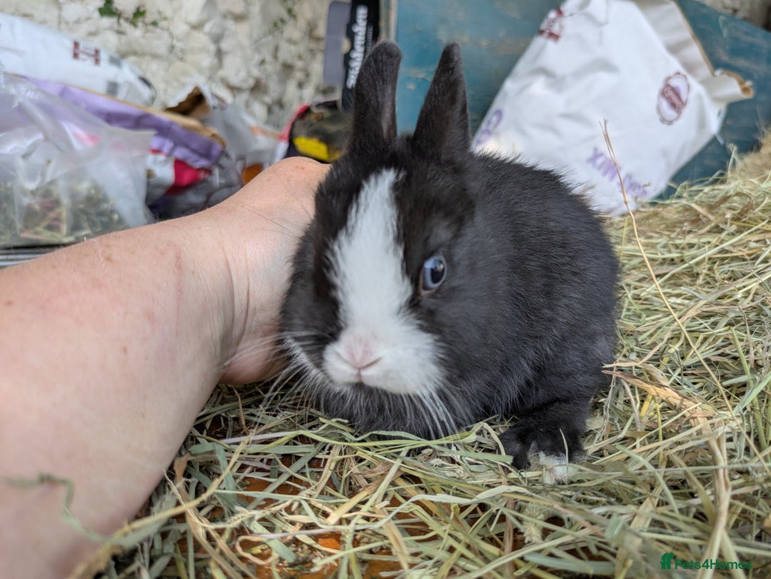 Netherland Dwarf rabbits for sale: BEW VM agouti Netherland dwarf  baby young rabbits - Image 7