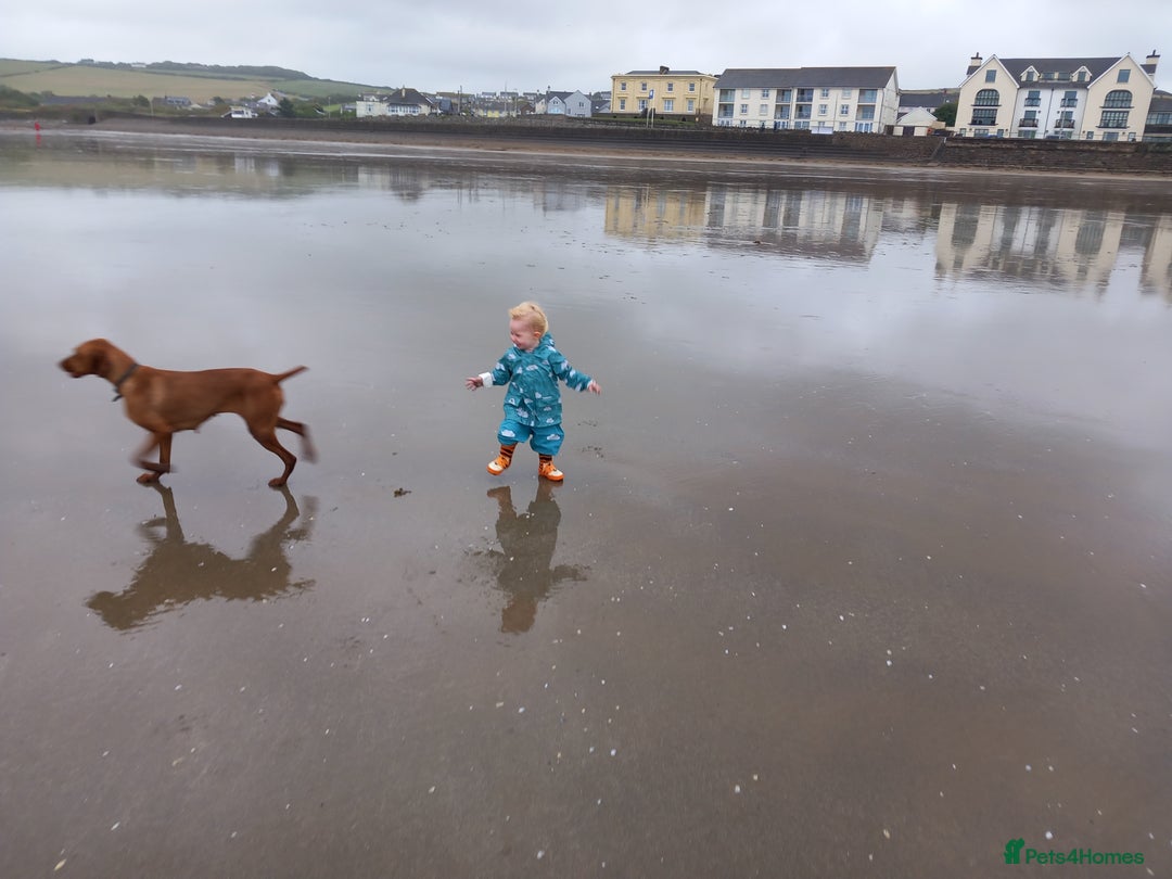 Hungarian Vizsla dogs for sale: Lovely Vizsla looking for loving home - Advert 2