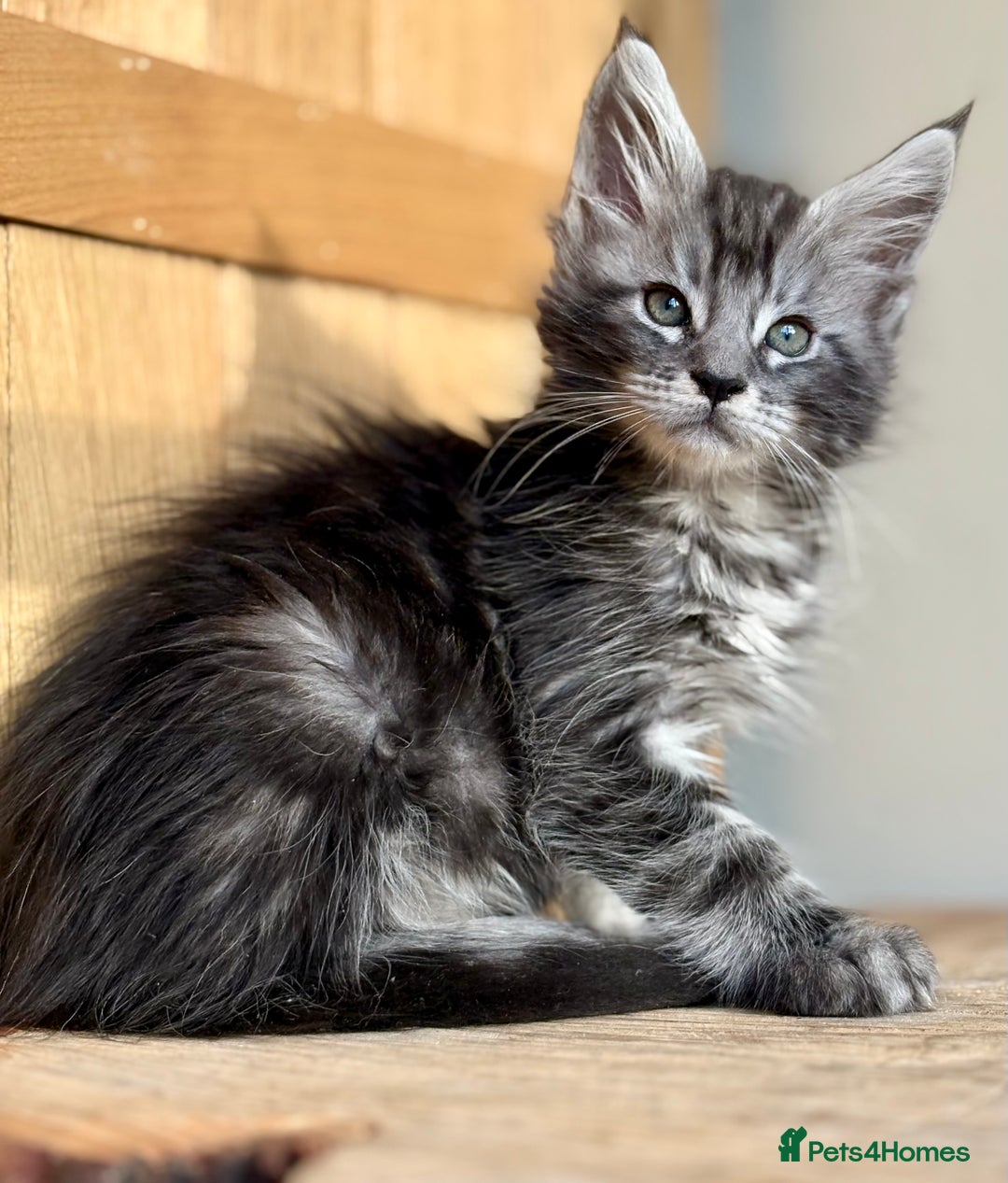 Maine Coon cats for sale: Maine Coon kittens - Advert 25