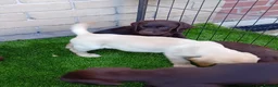 Labrador Retriever dogs for sale: Beautiful KC registered puppies  - Advert 4