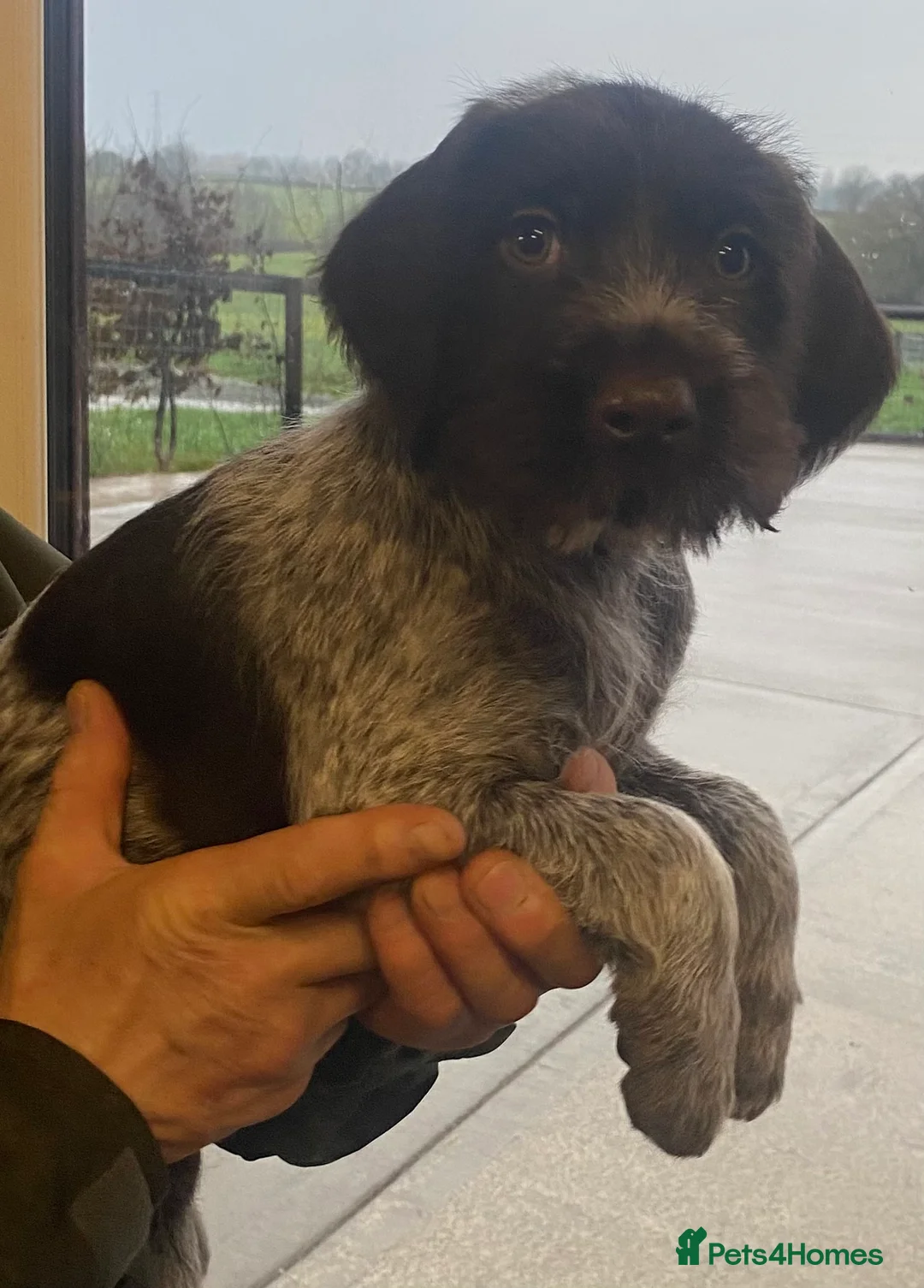 German Wirehaired Pointer dogs for sale: KC Registered German Wirehiared Pointer Pups - Advert 14