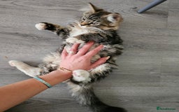 Maine Coon cats for sale: Maine Coon × Siberian  - Image 7