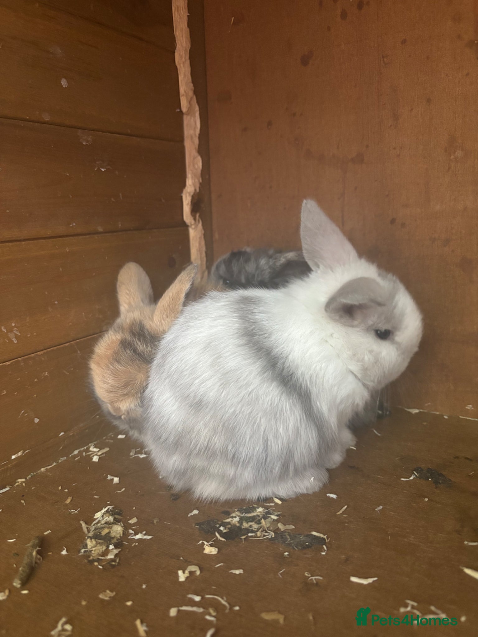 Mini Lop rabbits for sale: 3 mini lops  - Advert 2