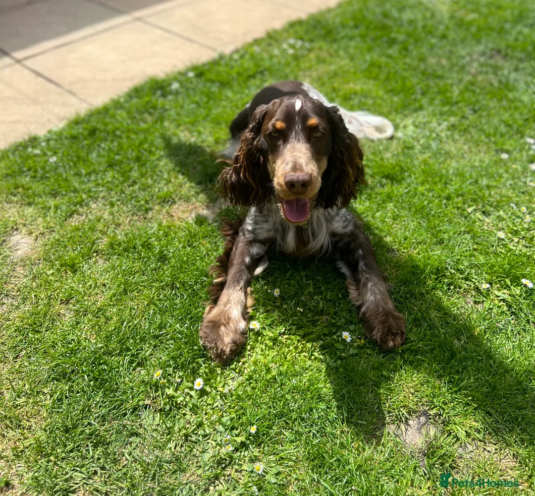 Cocker Spaniel dogs for stud: Beautiful show chocolate roan & tan dog for stud  in March - Advert 9