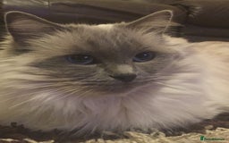 Ragdoll cats for sale: Seal Point Ragdoll Seeking final Retirement Home - Advert 1