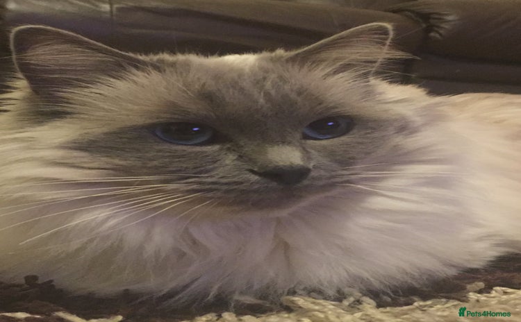 Ragdoll cats Seal Point Ragdoll Seeking final Retirement Home - Advert 1
