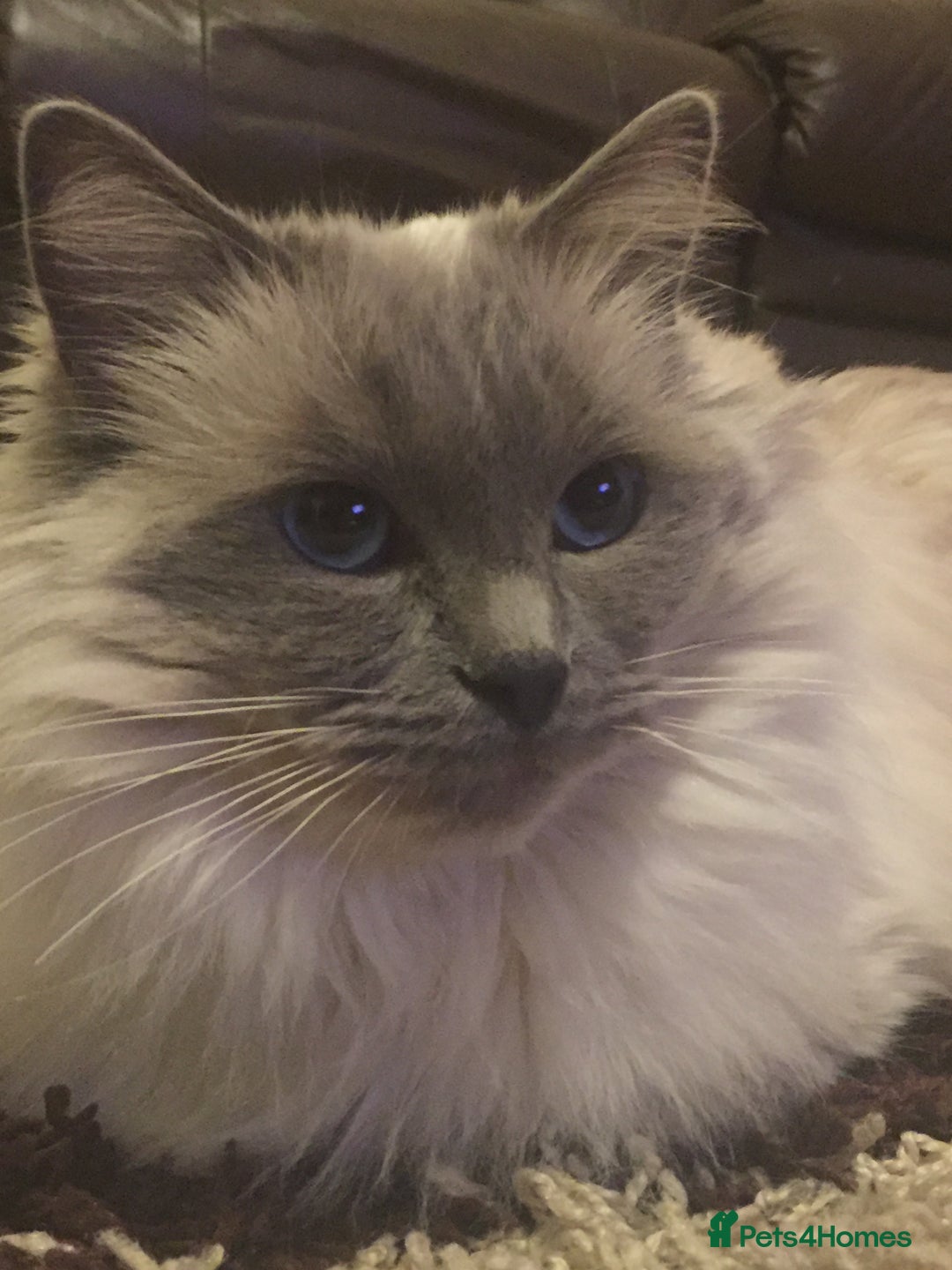 Ragdoll cats for sale: Seal Point Ragdoll Seeking final Retirement Home - Advert 1