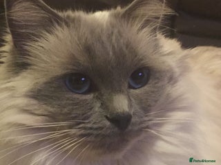Ragdoll cats Seal Point Ragdoll Seeking final Retirement Home - Advert 6