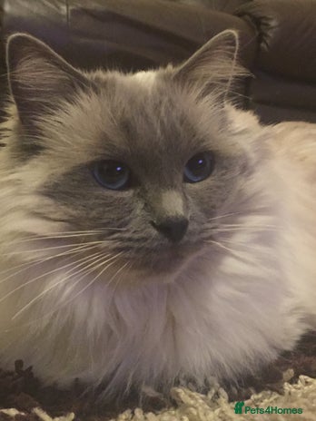 Ragdoll cats Seal Point Ragdoll Seeking final Retirement Home - Advert 8