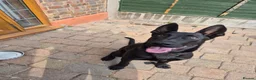 Mixed Breed dogs for sale: German/Belgian Shepherd Puppy - Advert 9