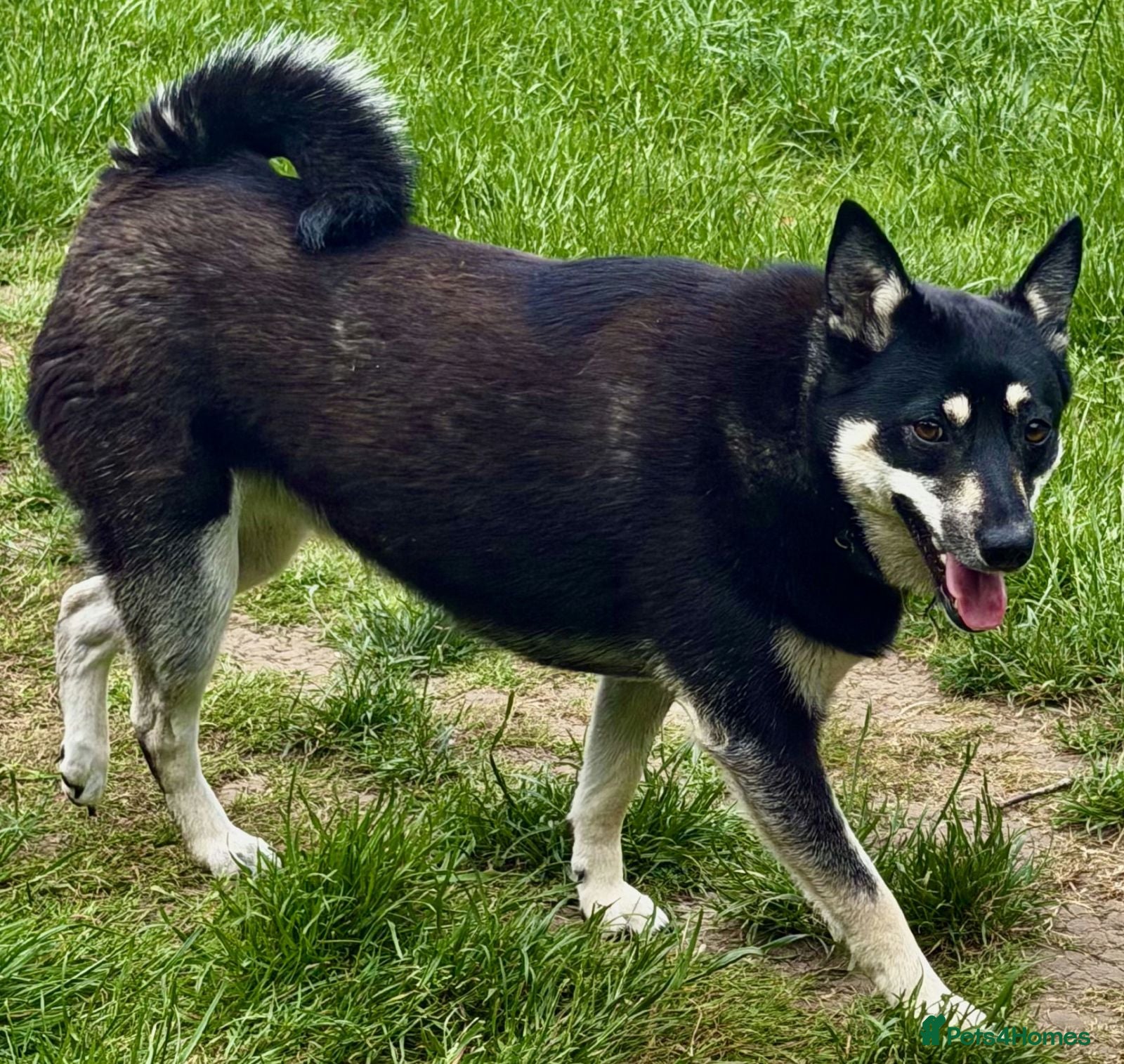 German Shepherd dogs for sale: 🐾 MERRY – Female German Shepherd 🐾 - Advert 2