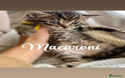 Siberian cats for sale: Siberian x kittens  - Image 5