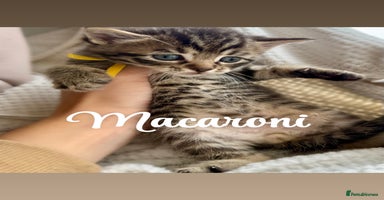 Siberian cats - Advert 2