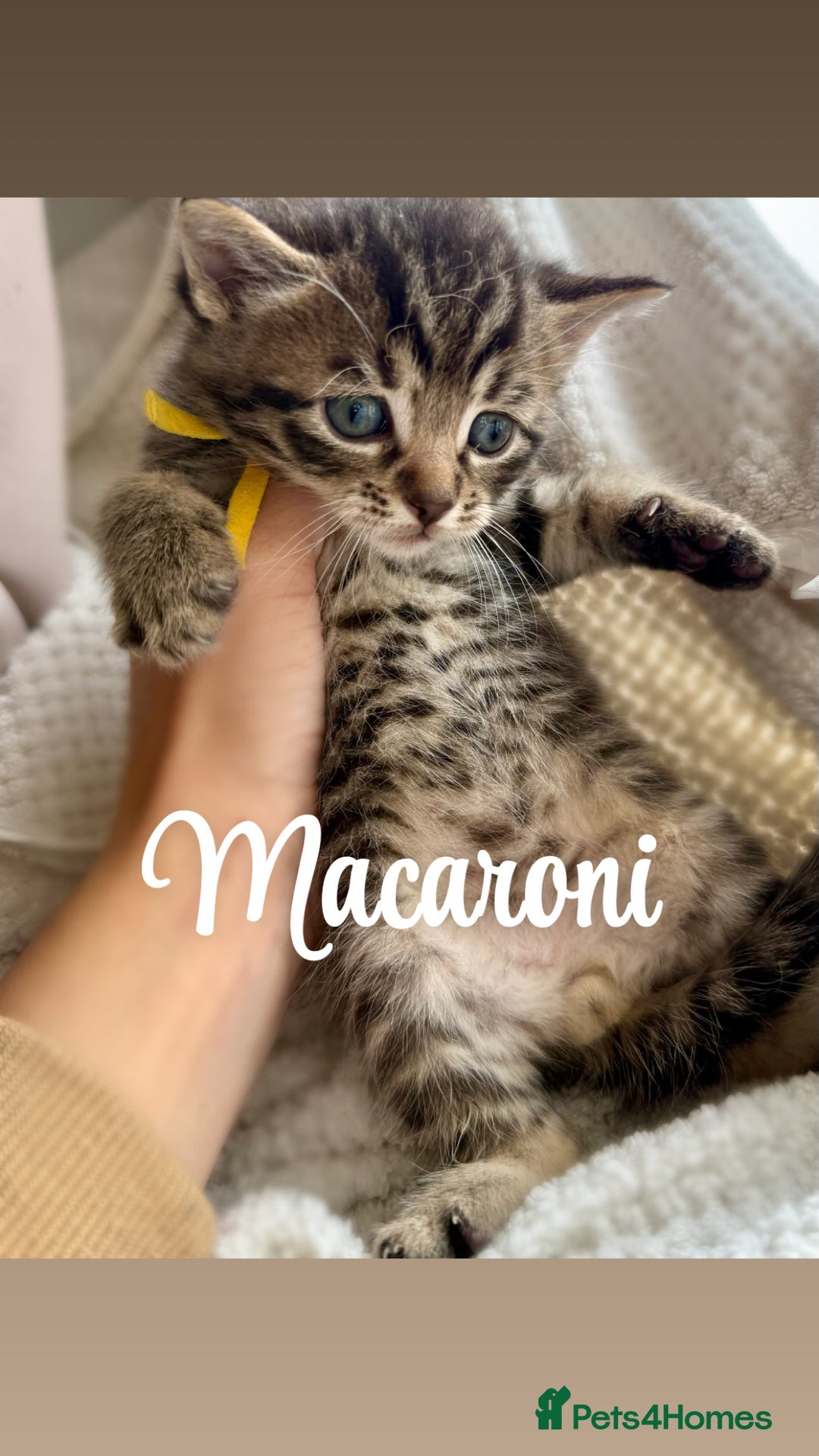 Siberian cats for sale: Siberian x kittens  - Image 5