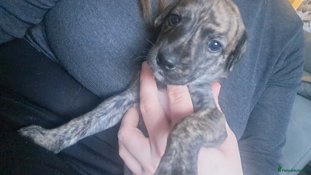Mixed Breed dogs for sale: 5 whippador puppies for sale - Advert 14