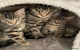 Bengal cats for sale: Stunning Bengal cross kittens  - Image 1