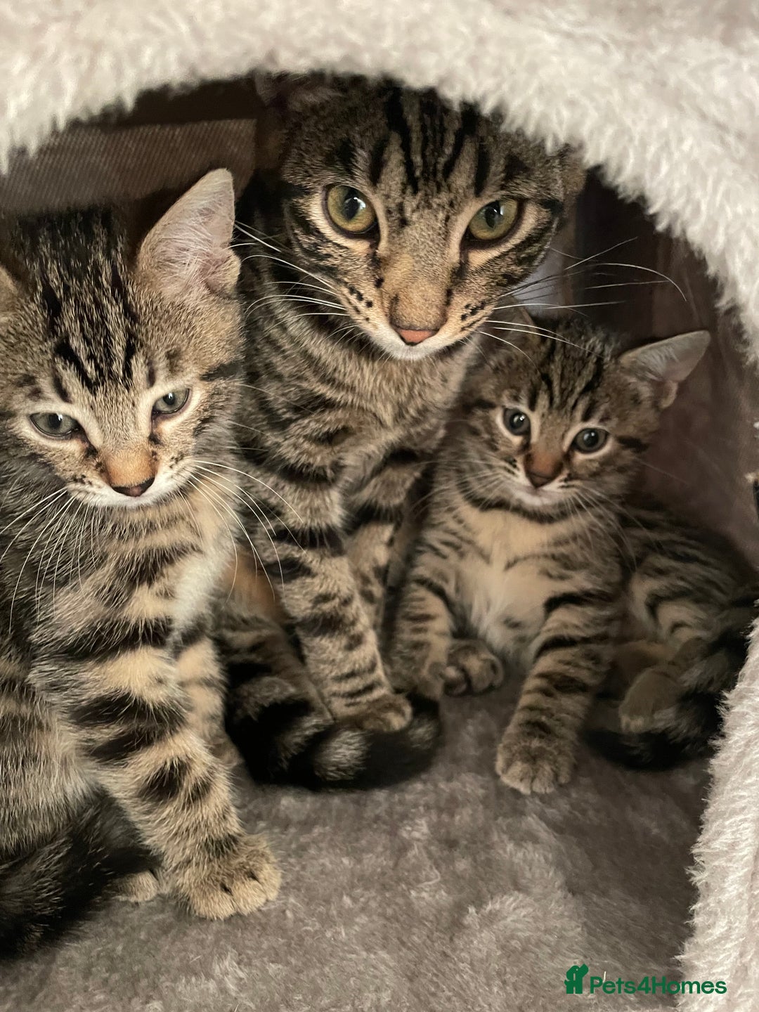 Bengal cats for sale: Stunning Bengal cross kittens  - Image 1