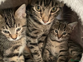 Bengal cats - Advert 3