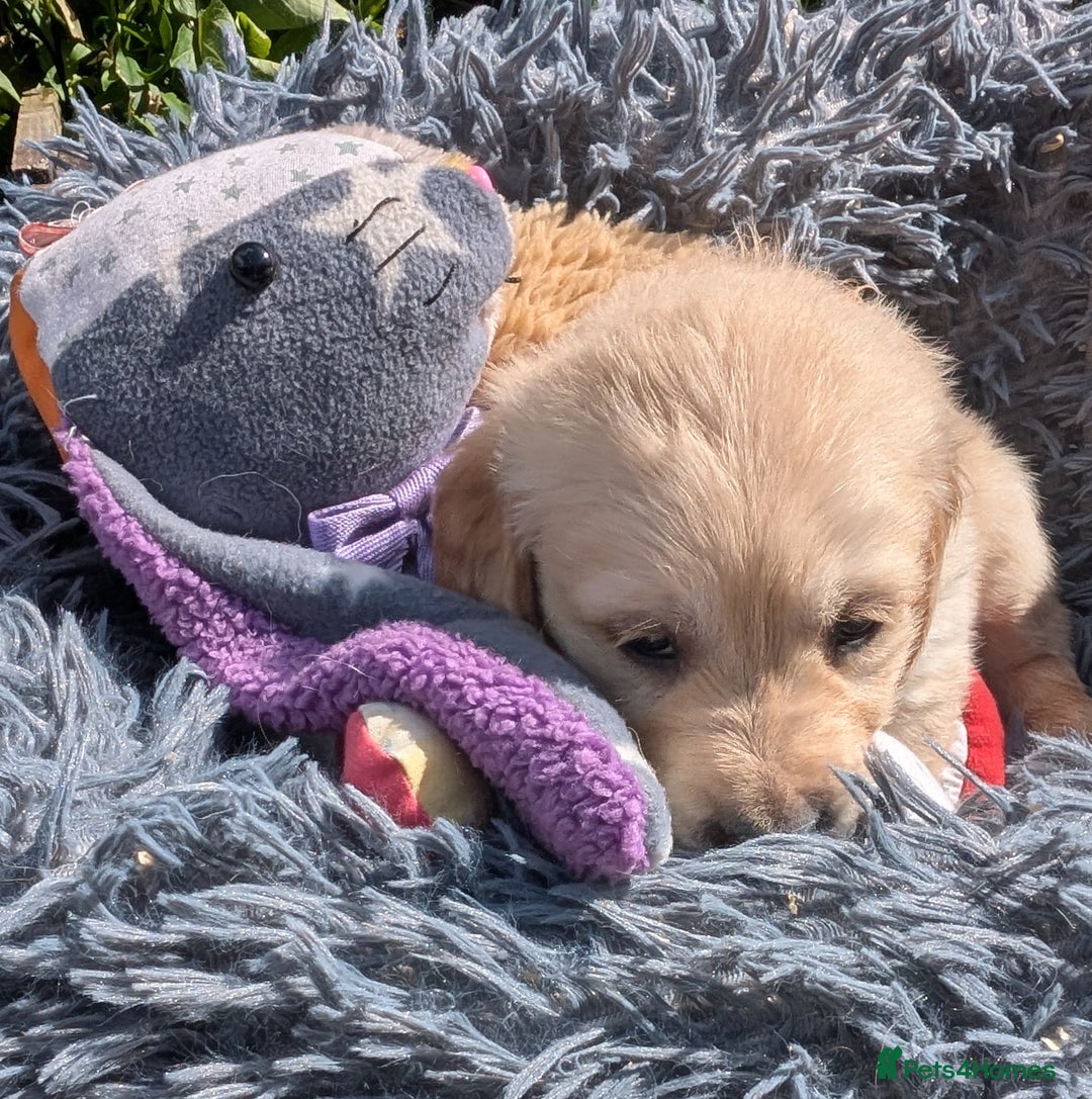 Golden Retriever dogs for sale: Fully vaccinated KC registered golden retriever  - Image 3