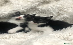 Mixed Breed cats for sale: Lovely kittens 8 weeks old  - Image 4