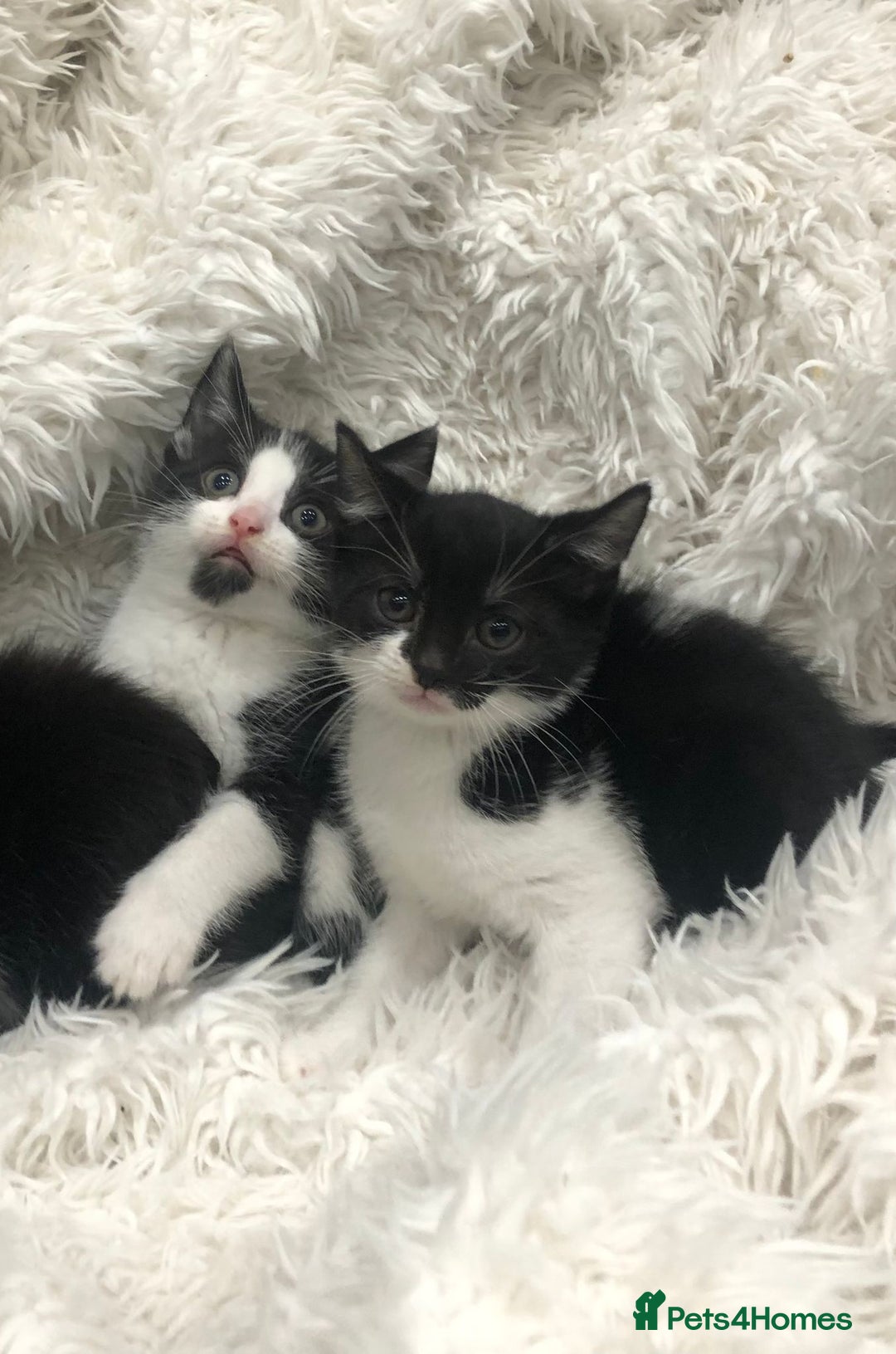 Mixed Breed cats for sale: Lovely kittens 8 weeks old  - Image 4
