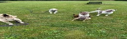Olde English Bulldogge dogs for sale: Outstanding old English bulldog female  - Advert 2