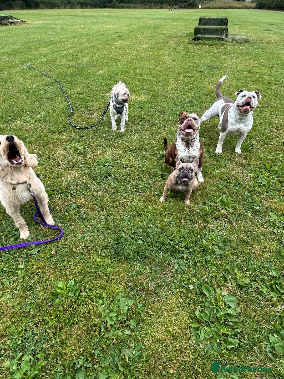 Olde English Bulldogge dogs for sale: Outstanding old English bulldog female  - Advert 2