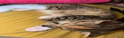Mixed Breed cats for sale: Cute fluffy tortoiseshell tabby kitten in London - Advert 2