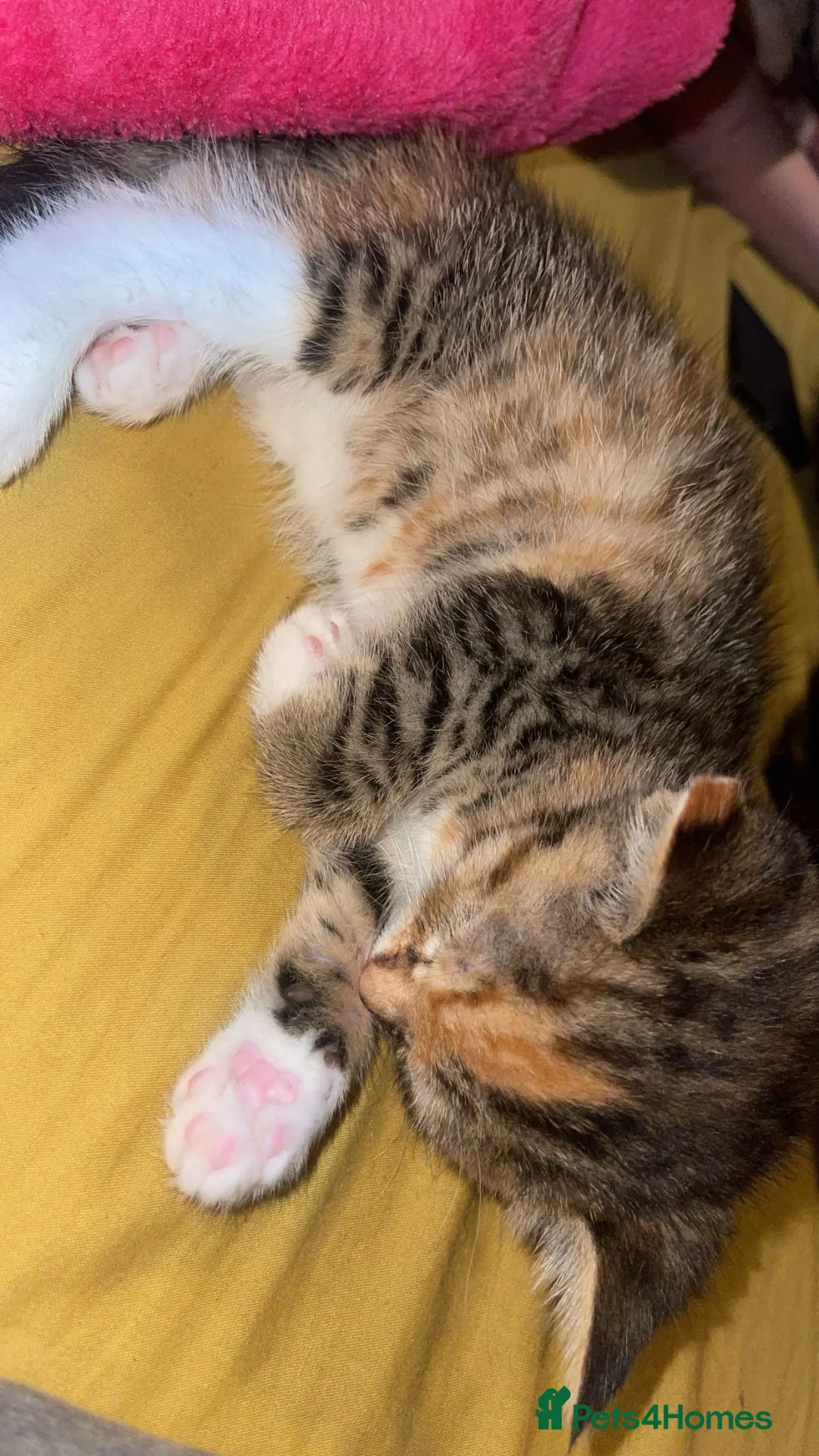 Mixed Breed cats for sale: Cute fluffy tortoiseshell tabby kitten in London - Advert 2