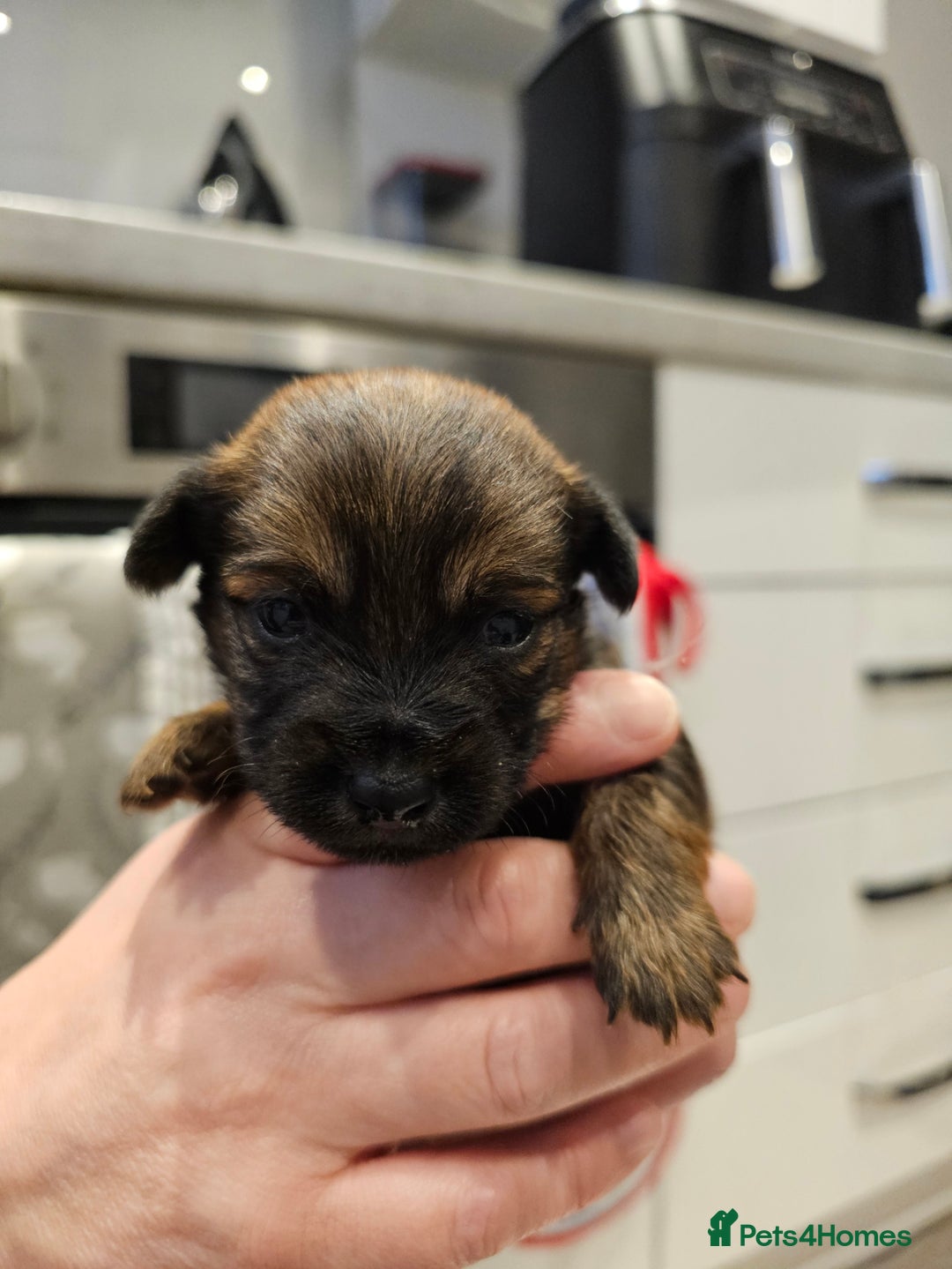 Morkie dogs for sale: Mini Maltese/Yorkshire terrier puppies for sale - Advert 2