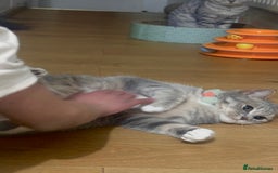 British Shorthair cats for sale: Indoor Female British Shorthair  - Image 2